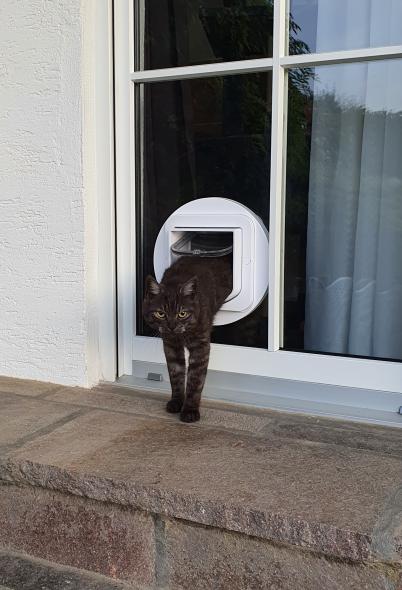 Katzenklappe elegant im Fenster eingebaut