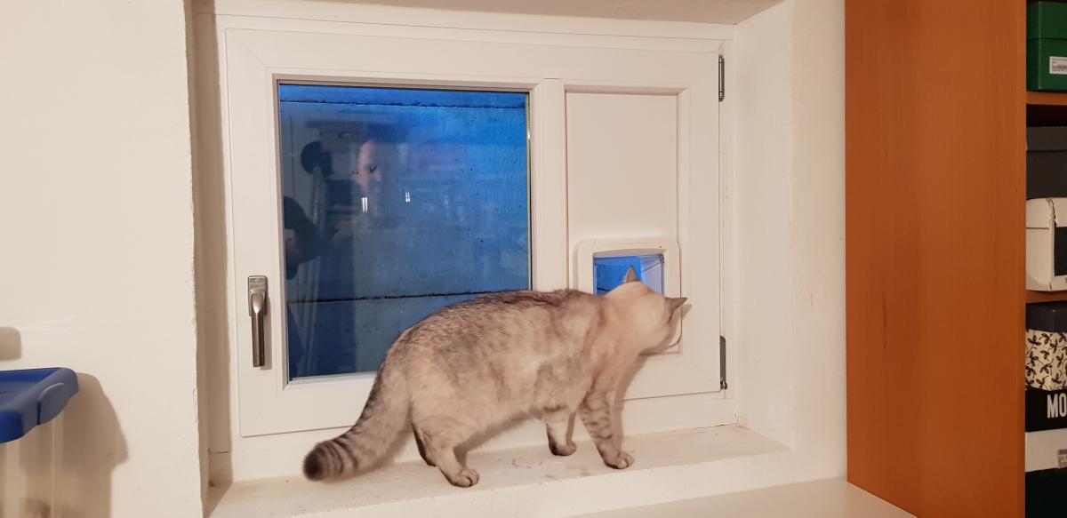 Katzenklappe